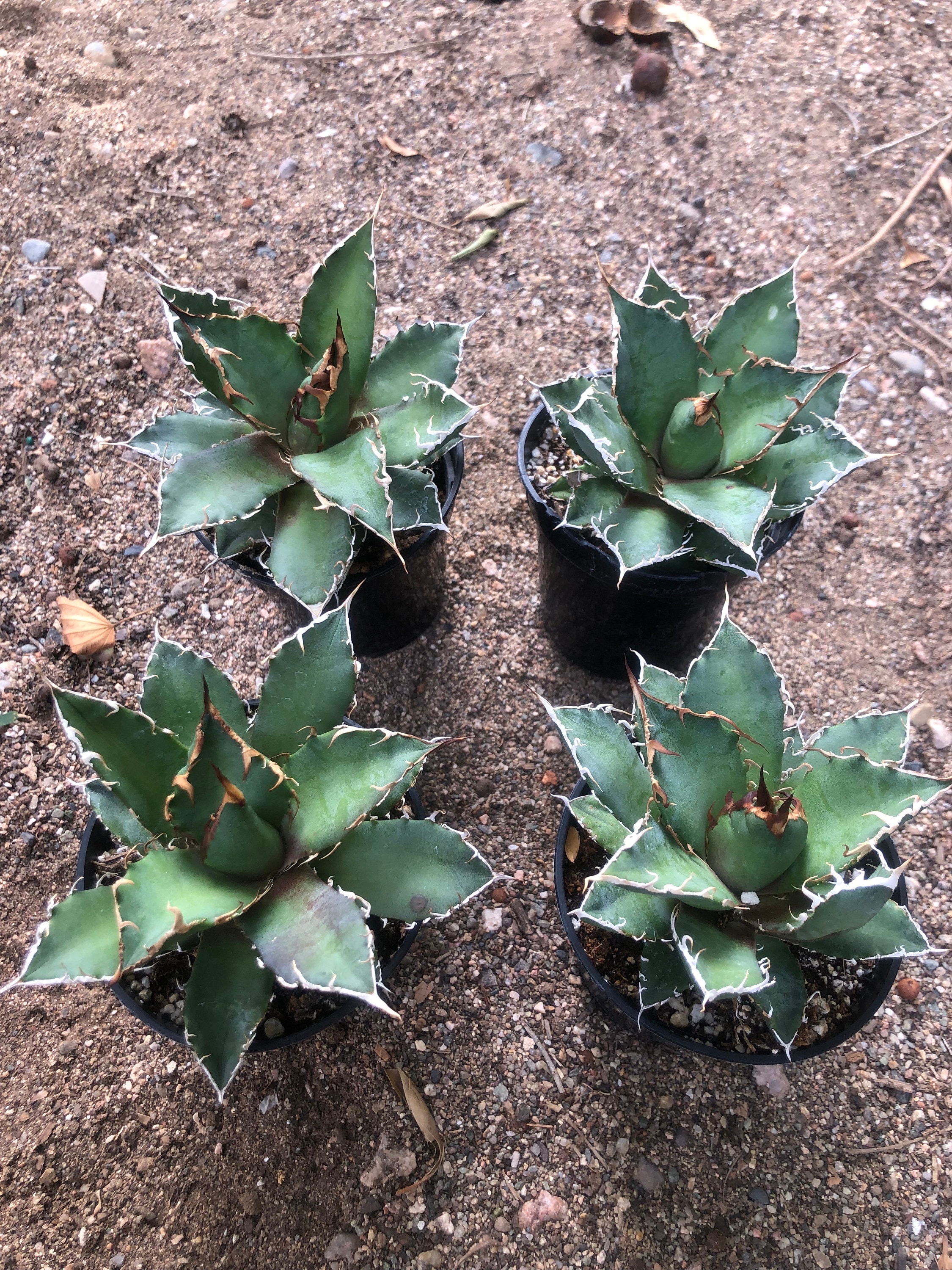 Agave Titanota FO - Small Starter Plant - Etsy