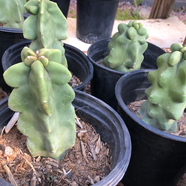 Lophocereus schottii var. monstrous - Totem Pole Cactus