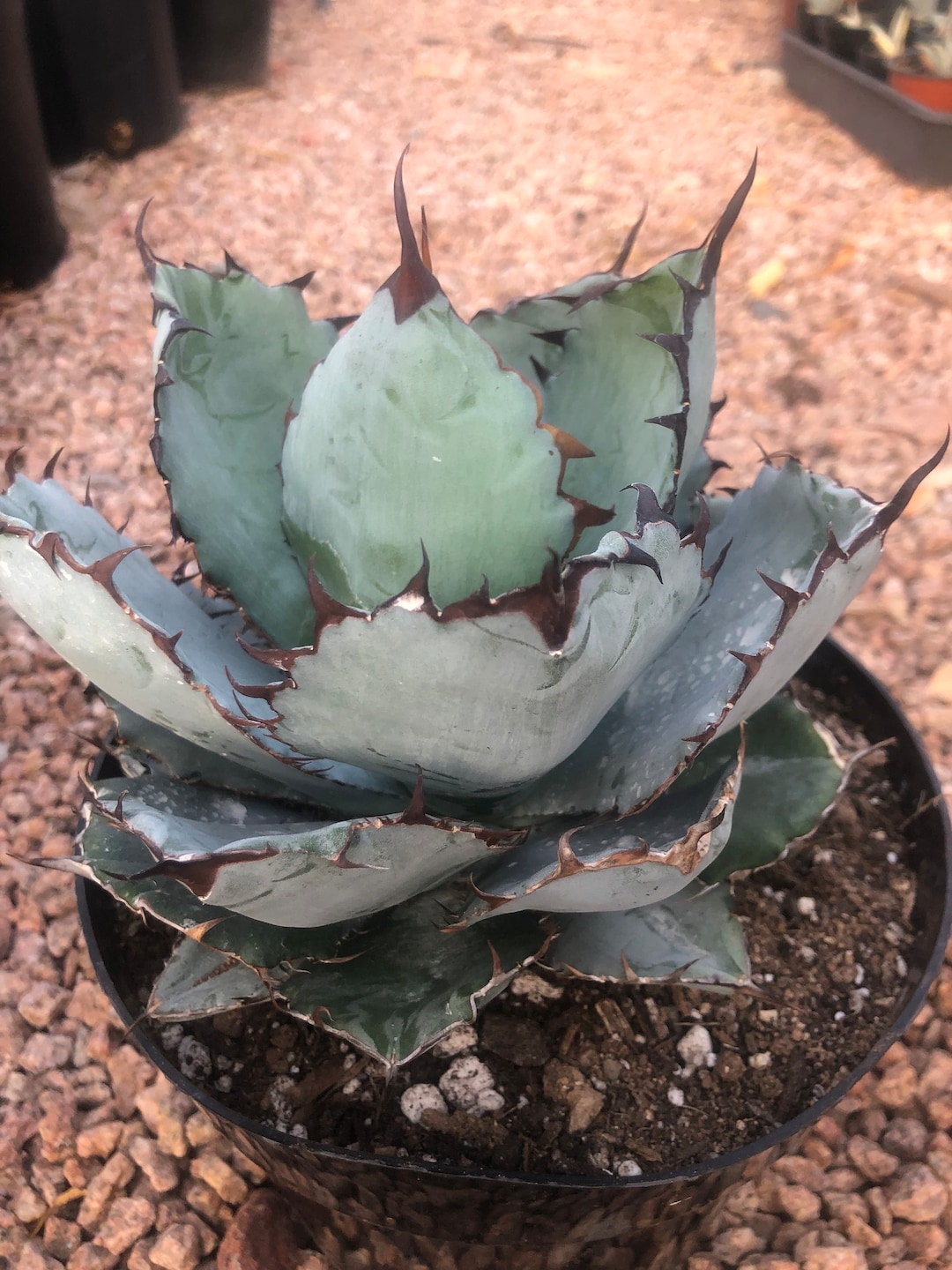 Agave Titanota Black and Blue - 6