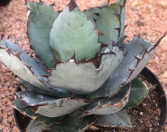 Black & Blue Agave - Etsy