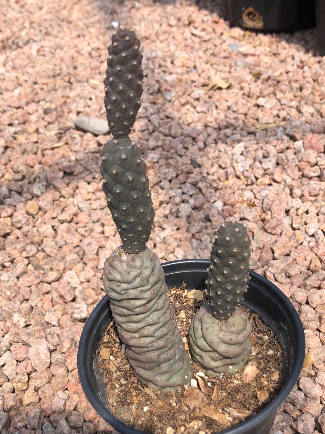 Tephrocactus Articulatus - Spruce Cone Cactus - 4" Pot - Etsy