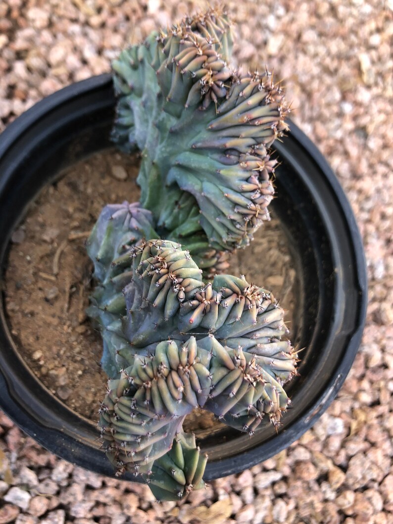 Crested Blue Myrtle Cactus 1g Pot Size - Etsy Canada
