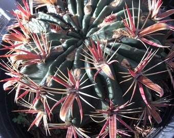 Ferocactus Latispinus – Devil's tongue – tiny, medium and large