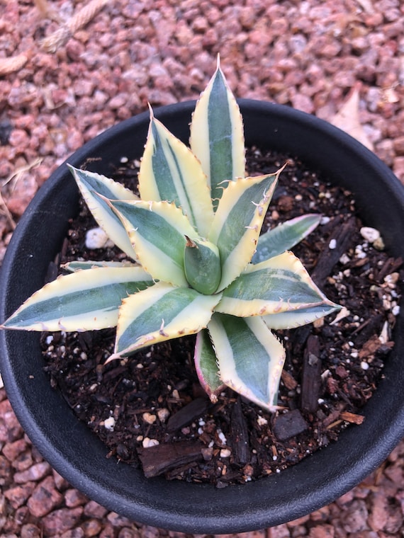 Buy Agave Titanota Snaggletooth Online in India - Etsy