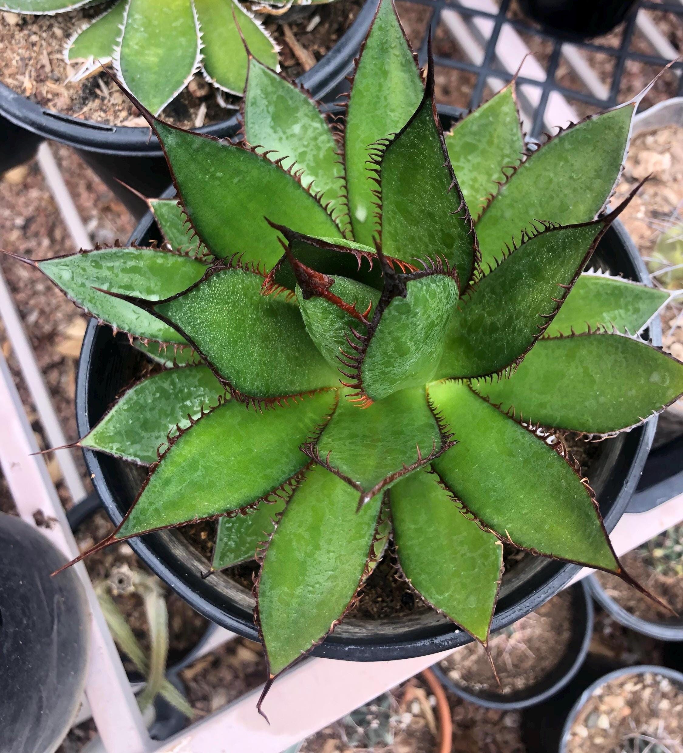 Agave Horrida - Etsy