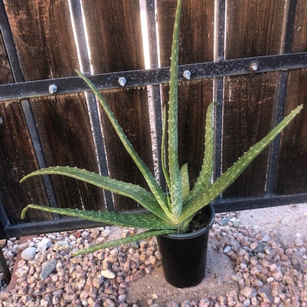 Aloe Vera - Orange flower - Medicinal Aloe - 1g size plant