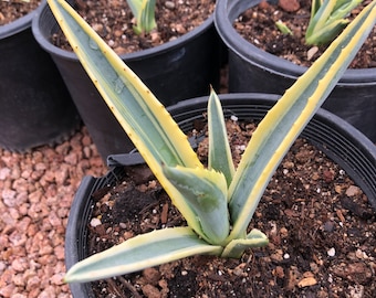 Agave Americana Variegated - small starter size