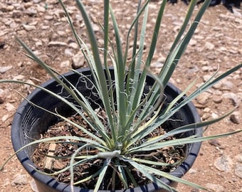 Yucca Elata –  Soaptree Yucca - 1g size plant