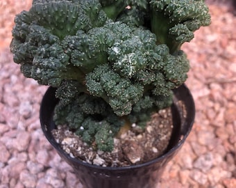 Cereus peruvianus monstross Petra - 4" pot size