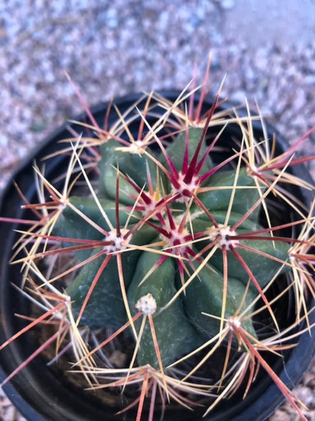 Townsend Barrel Cactus Ferocactus Peninsulae 1g Size Plant Etsy