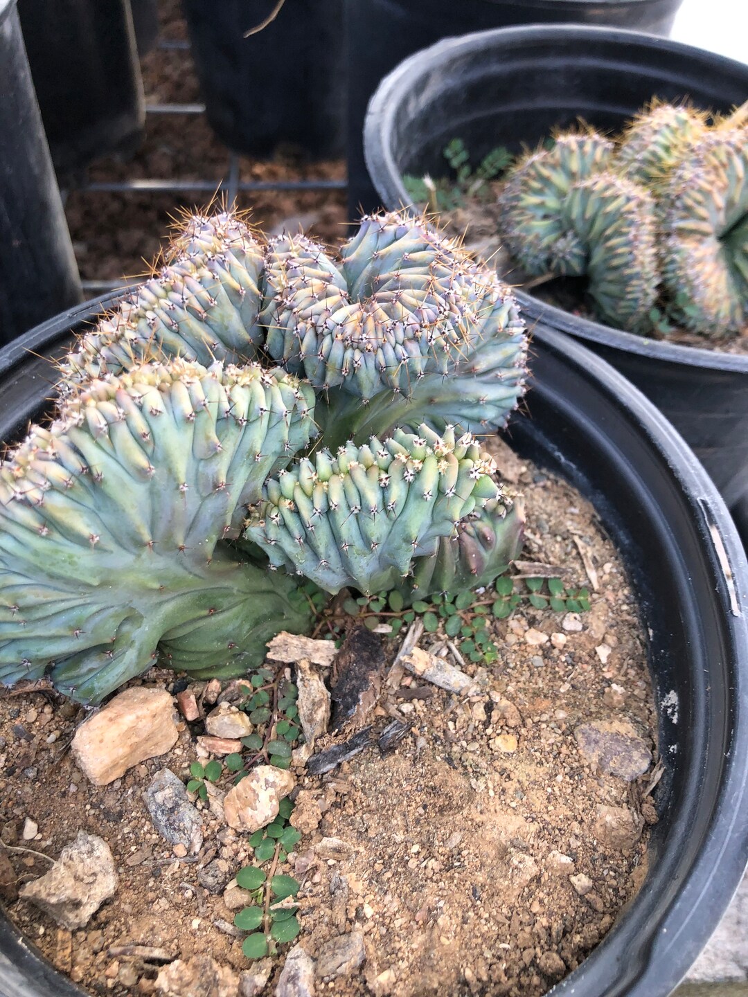 Crested Blue Myrtle Cactus - 1g Pot Size - Etsy