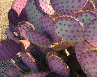 Opuntia Santa Rita - purple prickly pear - 3 pads