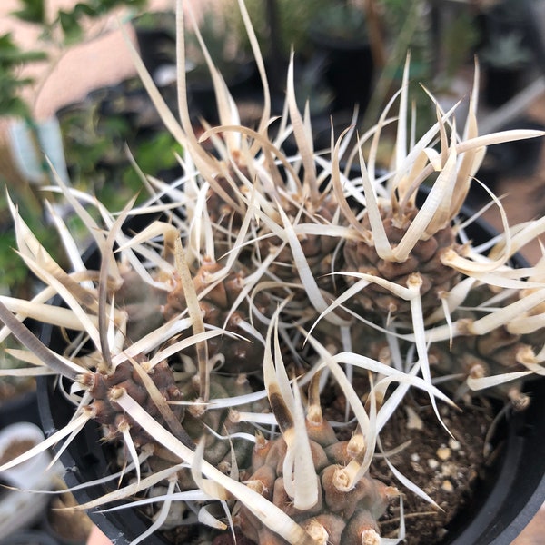 Tephrocactus articulatus - paper cactus - 3 rooted cuttings