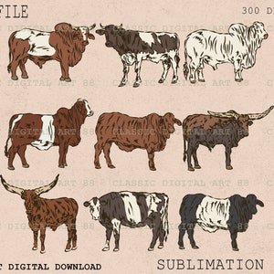 May include: A set of nine digital illustrations of various breeds of cattle. The illustrations are in a vintage style and feature brown, black, and white coloring.