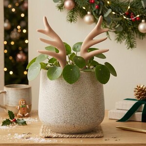 May include: A speckled light grey ceramic planter containing a green Pilea plant with two smooth, light brown, branched antler-shaped decorative inserts protruding from the foliage, creating a festive appearance for the holiday season.