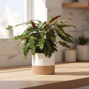 May include: A lush green Calathea plant with wavy, pointed leaves sits in a cylindrical planter. The planter features a smooth white upper section and a textured, vertically ribbed light brown base, creating a two-tone appearance.