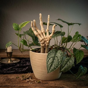 May include: A beige, textured plant pot containing a green, heart-shaped leaf plant and a realistic, off-white skeletal hand sculpture extending upwards from the centre of the soil, mimicking a hand emerging from the earth among the foliage.