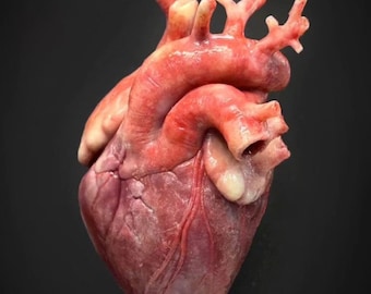 Hyperrealistic Silicone Human Heart Lifesize