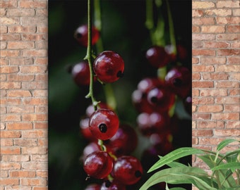 Berries-Still Life-Ready to Hang Print on Canvas