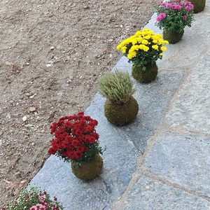 May include: Five potted plants with colourful flowers arranged in a row on a stone path. The plants are in round, moss-covered pots. The flowers are red, pink, yellow, and white.