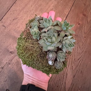 Kokedama moss cube with Succulent, floral decor for windows and home, plant lover gift