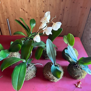 Kokedama moss ball with Orchid, floral decor for windows and home for good mood, fresh flowers