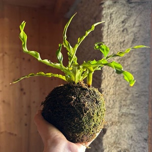 May include: A green plant with curly leaves growing out of a moss ball. The moss ball is being held in someone's hand.