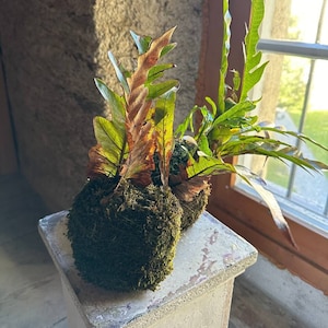 Kokedama moss ball with Asplenium fern, a gift for lovers of fresh flowers