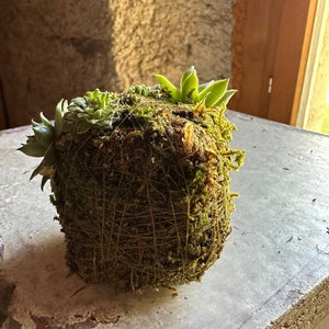 Kokedama set with succulent and moss, gift flowers for any occasion