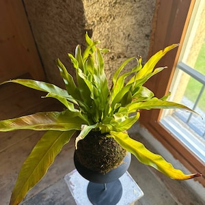 Kokedama moss ball with Asplenium fern, floral decor for windows and home