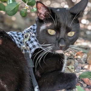 May include: A black cat wearing a black and white checkered harness and leash. The cat has yellow eyes and white whiskers. The cat is lying down outdoors, surrounded by leaves and foliage.