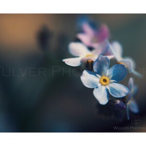 Puede incluir: Primer plano de una delicada flor de nomeolvides azul con un centro amarillo. La flor está enfocada, mientras que el fondo está desenfocado.