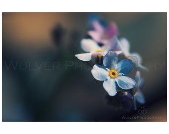 Digital Download: Soft focus flower photo print