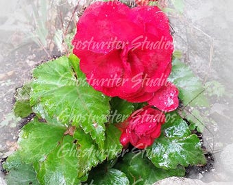 Begonia Photo Illustration: Floral Wall Art Print (Digital Download)