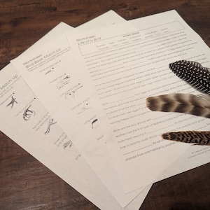 May include: A set of three worksheets about bird anatomy, including bird feet, beaks, and life cycle. The worksheets are printed on white paper and have black ink. There are also several feathers on the table.