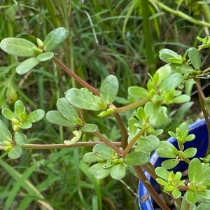 Common Purslane - 4" Clippings - Edible Plant - Free Shipping! SHIPS IN SPRING!