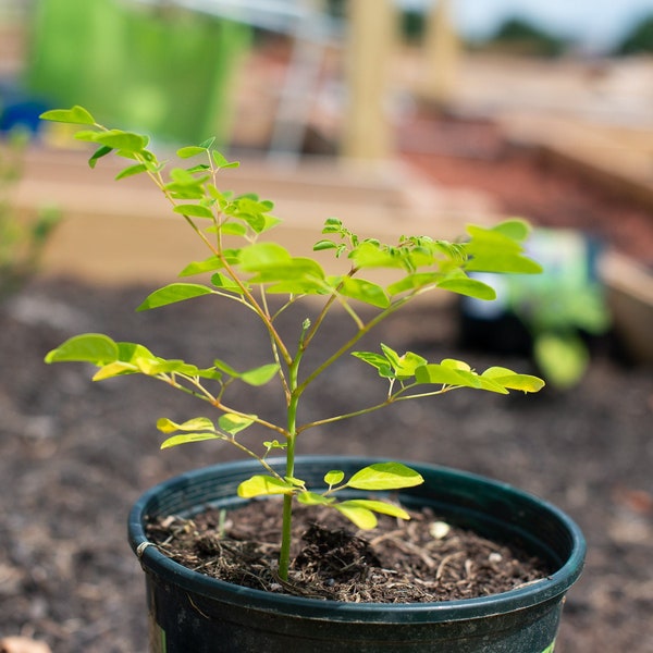 Moringa Oleifera Samen - 10 Moringa Baum Samen - Wunderbaum/Baum des Lebens - Kostenloser Versand!