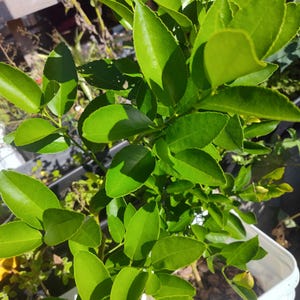 May include: A close-up shot of a vibrant green plant with numerous leaves. The leaves are a bright, healthy green color, and they appear to be growing in a white container. The plant is well-lit, and the details of the leaves are clearly visible.