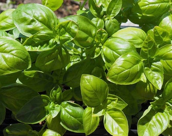 Live Sweet Basil Plant - 3" Pot - Rooted Plant - Free Shipping! [SHIPS IN SPRING]