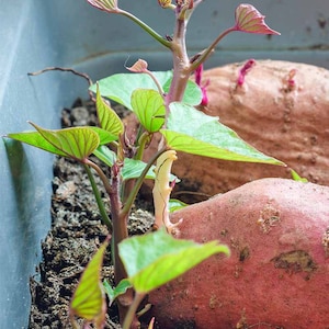 May include: Close-up of a sweet potato plant growing in a pot. The plant has several green leaves and a pink sweet potato is visible in the soil.