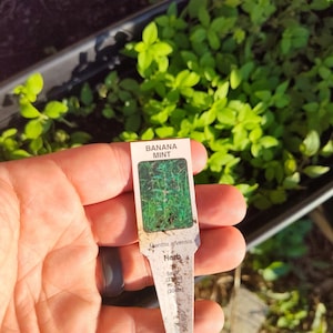 May include: A white plant tag with the text "BANANA MINT" and "Mentha arvensis". The tag also includes information about the plant, such as "Herb", "Sp. Gr. 12" (25cm), "Ht. 12" (30cm).
