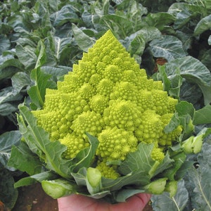 Live Romanesco Broccoli Seedling - Live Romanesco Broccoli Plant - Free Shipping! - SHIPS IN SPRING!