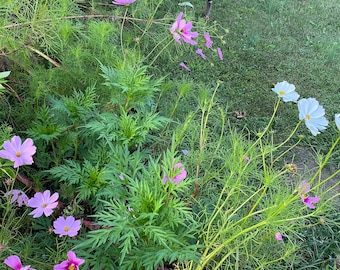 Cosmos Flower Seeds - 25 Seeds - Color Variety - Garden Flowers - Free Shipping!