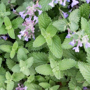 May include: A close-up view of a patch of green catnip with purple flowers. The leaves are soft and fuzzy, and the flowers are small and delicate.