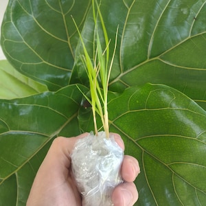 Live Rice Paddy Herb Plant - Live Rice Plant Starter - Rice Paddy Herb Seedling - Free Shipping!