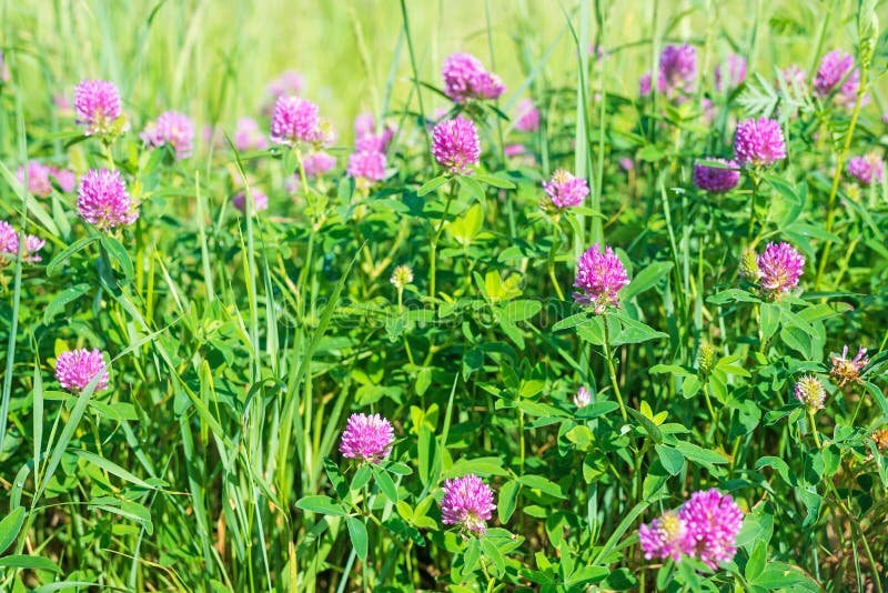  200+ Lucky Clover Flower Seeds Meadow Fields Creeping Plants  Rare Wild Grass : Patio, Lawn & Garden