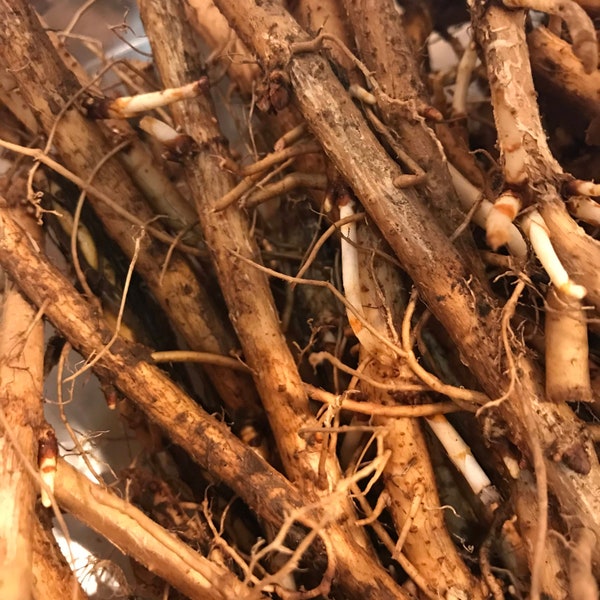 Brewers Gold Hop Rhizomes - Hop Rhizome - Free Shipping!  - SHIPS IN SPRING!