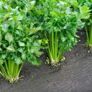 May include: A close-up of a field of celery plants growing in rows. The celery stalks are green and the leaves are lush.