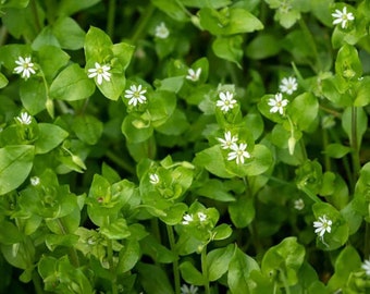 Live Chickweed - Live Plant - Rooted - Edible Foraging - Groundcover - Free Shipping! - SHIPS IN SPRING!