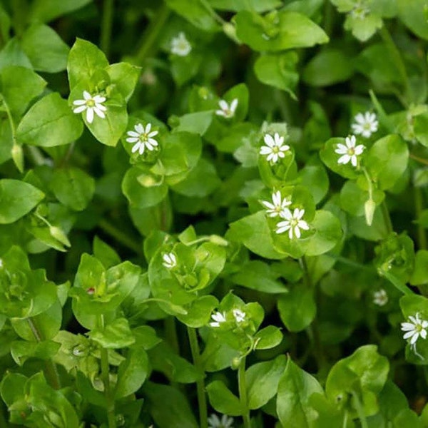 Live Chickweed - Live Plant - Rooted - Edible Foraging - Groundcover - Free Shipping! - SHIPS IN SPRING!